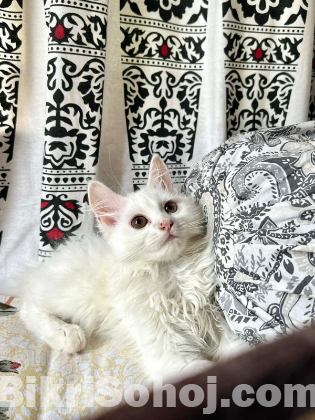 Persian kitten